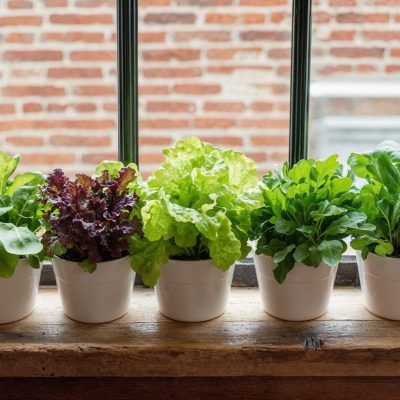 Pangera - Christa Lorenzi - Gärtnern auf kleinem Raum (8)