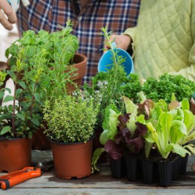 Pangera-Christa Lorenzi-Kräuter werden gegossen