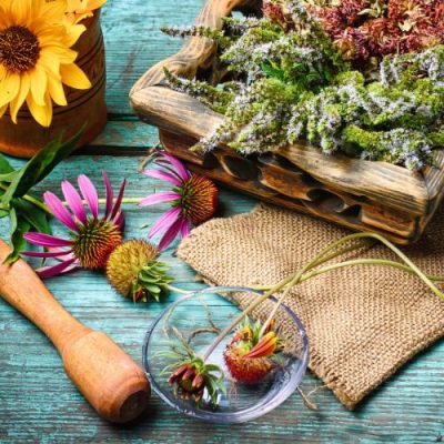 Pangera-Christa Lorenzi-Wildkräuter