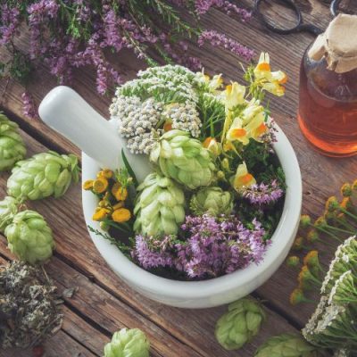 Pangera-Christa Lorenzi-frische Wildkräuter