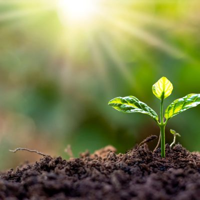 Stefan von Löwensprung - Hintergrund (8)